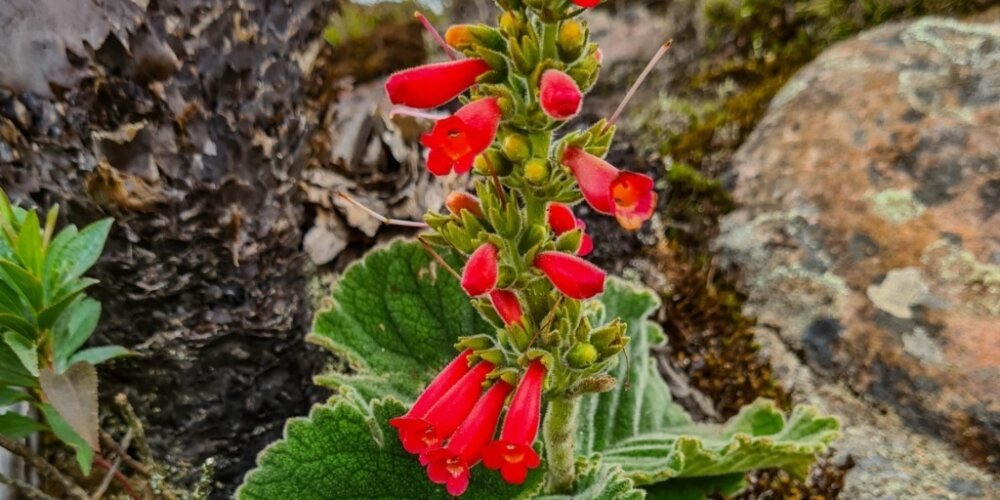 Flor Rara Encontrada Em Nova Friburgo Catalogada No Jardim Nico