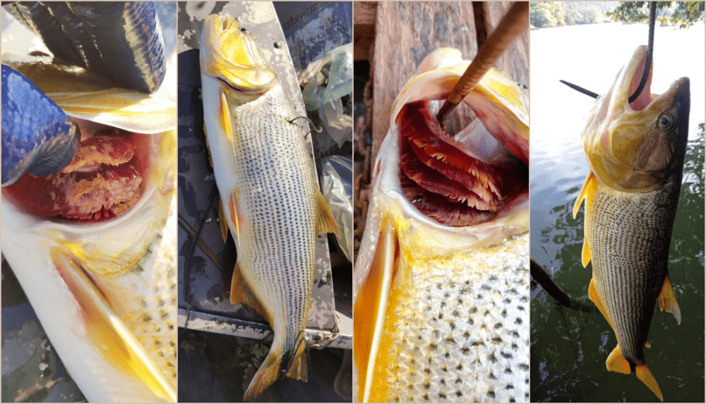 Causa da morte de peixes no Rio Paraíba do Sul ainda é desconhecida